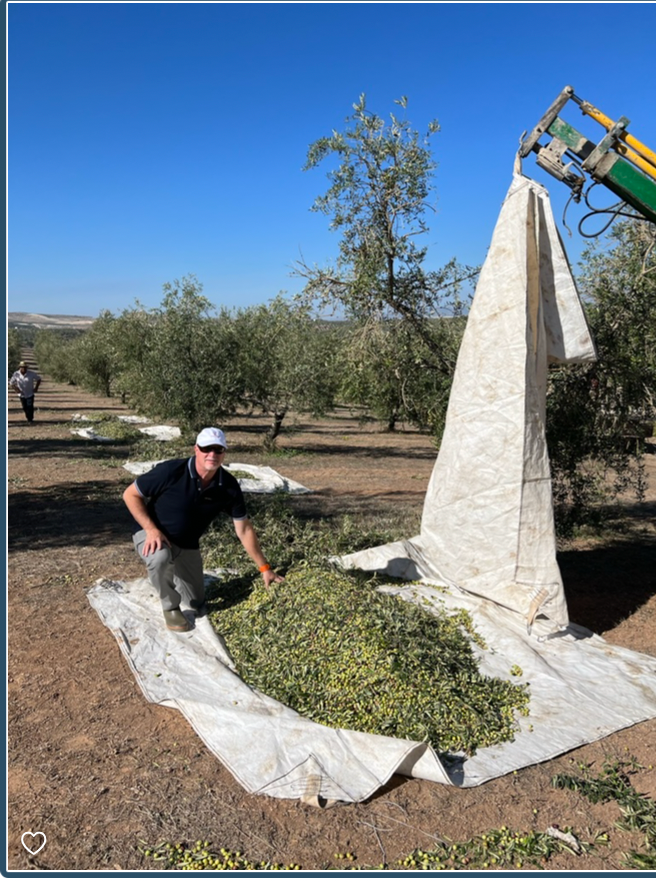 A Book Case: Extra Virgin Olive Oil- The Truth In Your Kitchen- Pub. 2022- David M Neuman- WHOLESALE ITEM