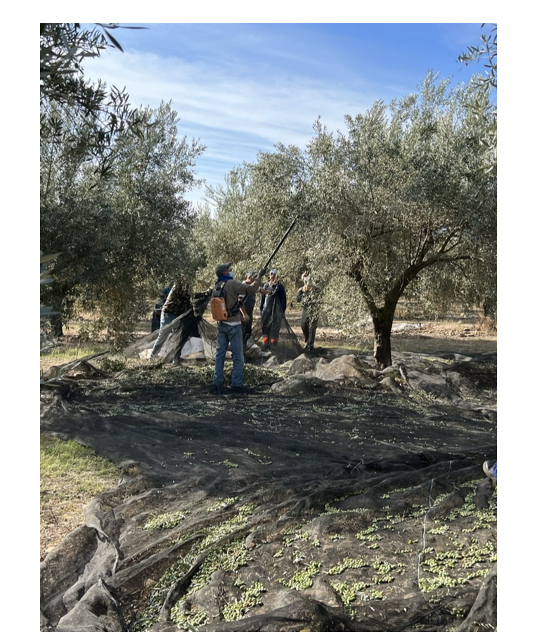 A Book Case: Extra Virgin Olive Oil- The Truth In Your Kitchen- Pub. 2022- David M Neuman- WHOLESALE ITEM