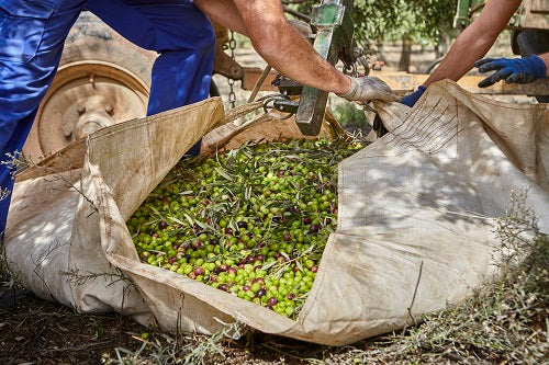 B EVOOGuy.com(R) Semone Extra Virgin Olive Oil- Premium- 100% Spanish Picual - 3 Bottles-NEW HARVEST 2023/24 JUST ARRIVED!